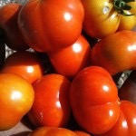 red orange tomatoes