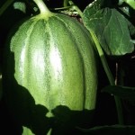 green melons on stem